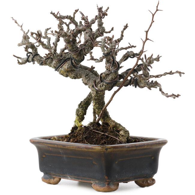 Chaenomeles speciosa, 16 cm, ± 20 Jahre alt