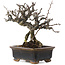 Chaenomeles speciosa, 16 cm, ± 20 ans