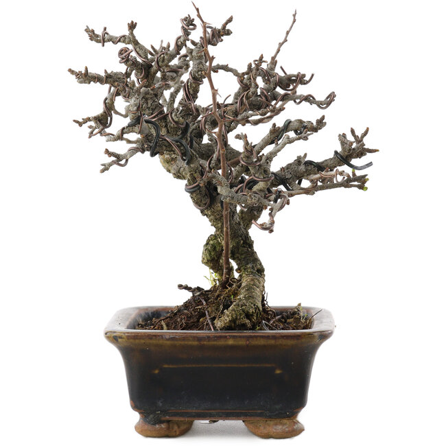 Chaenomeles speciosa, 16 cm, ± 20 Jahre alt