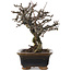 Chaenomeles speciosa, 16 cm, ± 20 ans