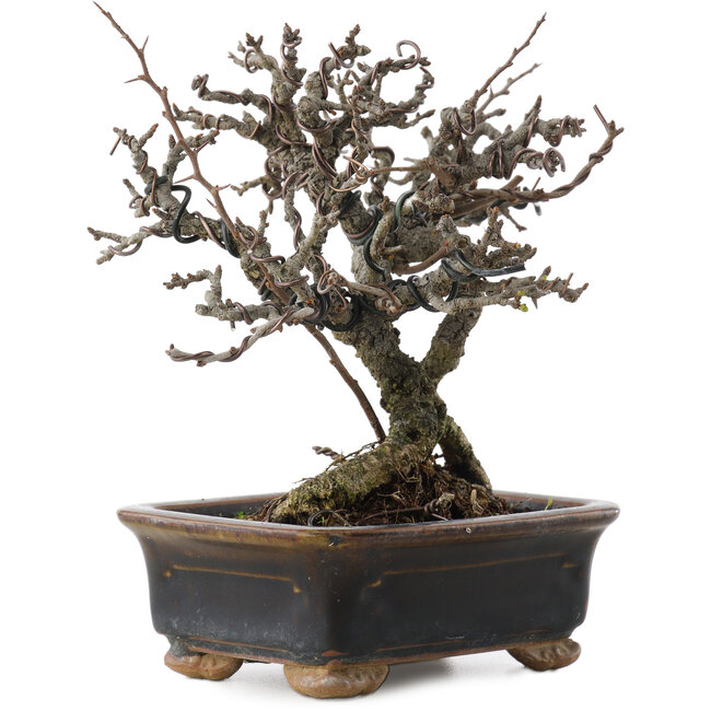 Chaenomeles speciosa, 16 cm, ± 20 ans