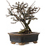 Chaenomeles speciosa, 16 cm, ± 20 ans