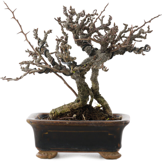 Chaenomeles speciosa, 16 cm, ± 20 Jahre alt