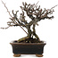 Chaenomeles speciosa, 16 cm, ± 20 ans