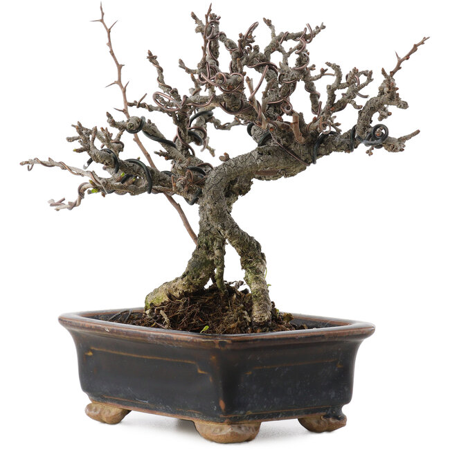 Chaenomeles speciosa, 16 cm, ± 20 Jahre alt