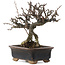 Chaenomeles speciosa, 16 cm, ± 20 ans