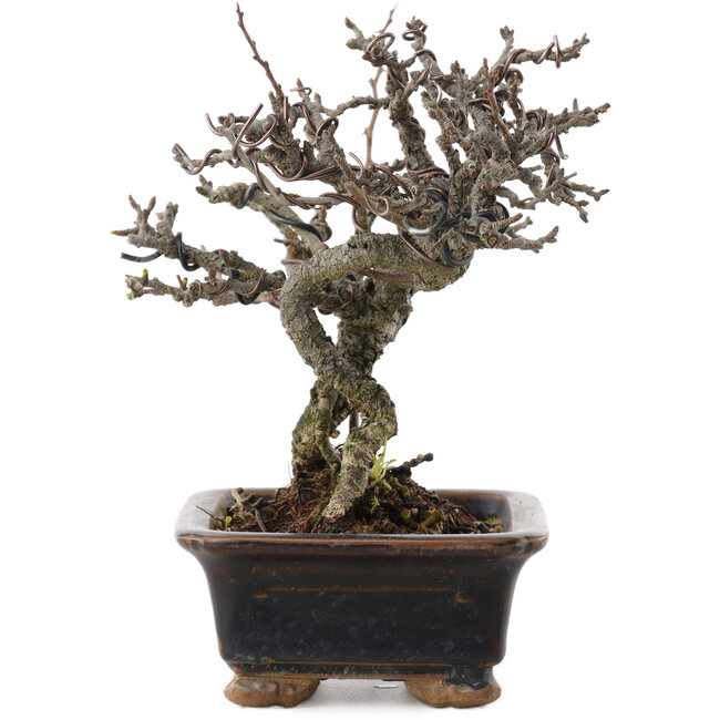 Chaenomeles speciosa, 16 cm, ± 20 jaar oud