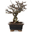 Chaenomeles speciosa, 16 cm, ± 20 ans