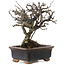 Chaenomeles speciosa, 16 cm, ± 20 ans