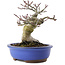 Acer palmatum Shishigashira, 18,5 cm, ± 25 years old