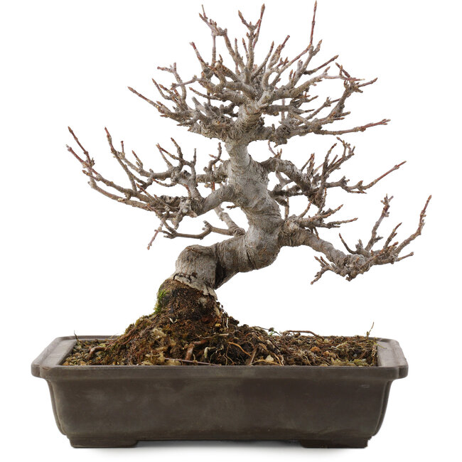 Acer buergerianum, 19,5 cm, ± 20 años, en maceta con chip