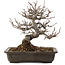 Acer buergerianum, 19,5 cm, ± 20 anni, in vaso con chip