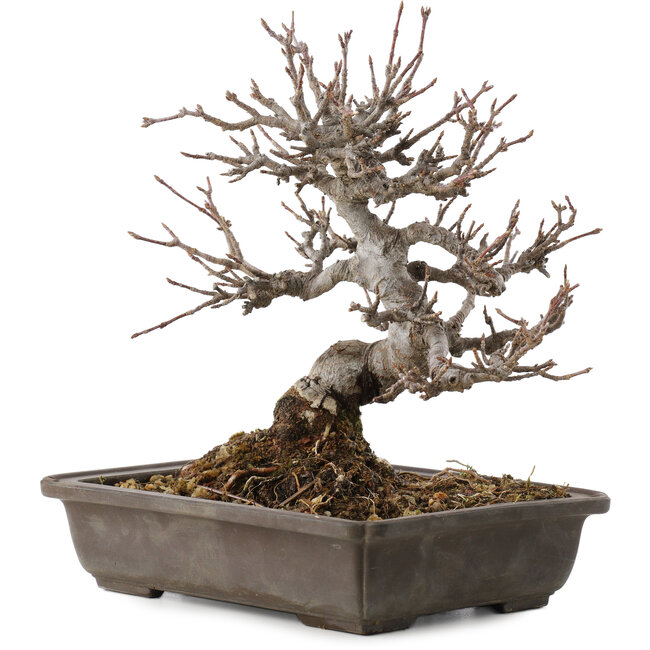 Acer buergerianum, 19,5 cm, ± 20 jaar oud, in pot met chip