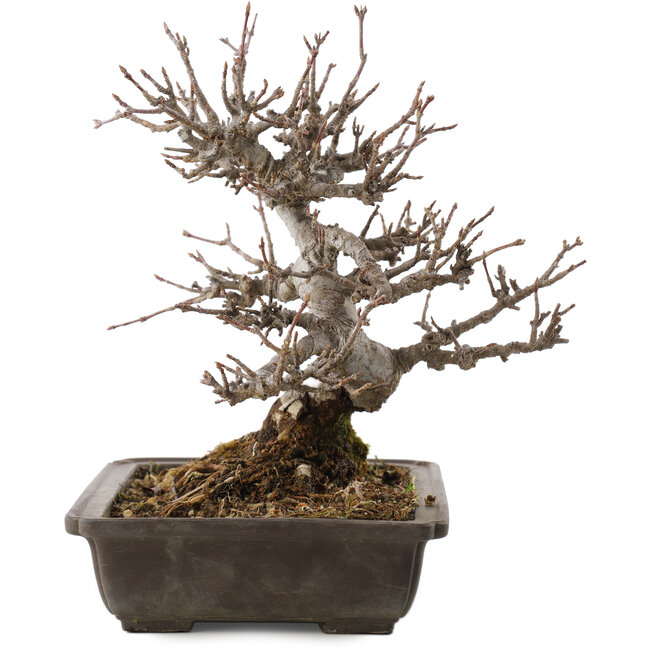 Acer buergerianum, 19,5 cm, ± 20 ans, en pot avec puce