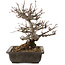 Acer buergerianum, 19,5 cm, ± 20 jaar oud, in pot met chip