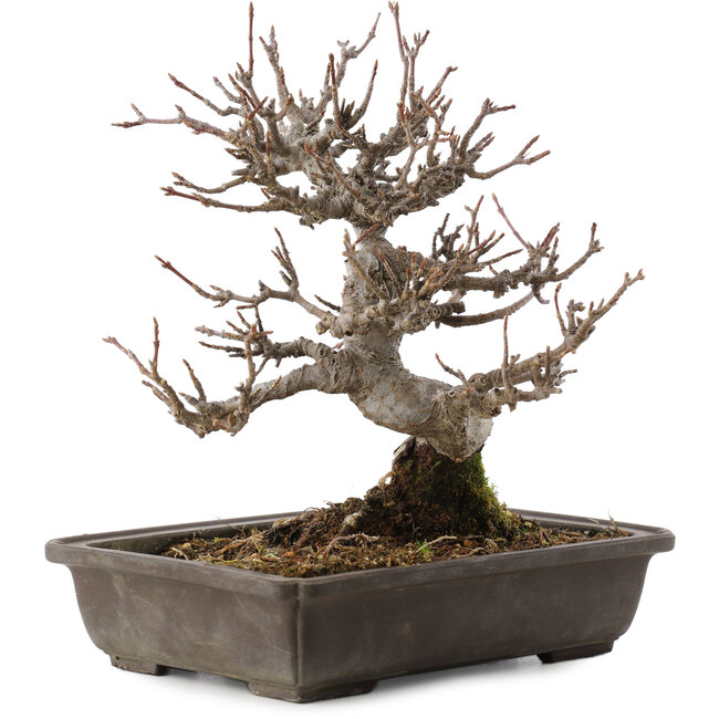 Acer buergerianum, 19,5 cm, ± 20 Jahre alt, im Topf mit Chip