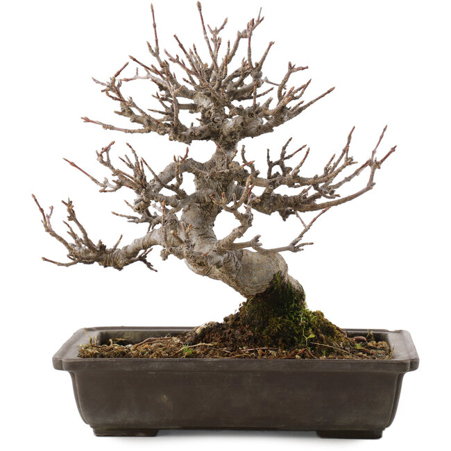 Acer buergerianum, 19,5 cm, ± 20 jaar oud, in pot met chip