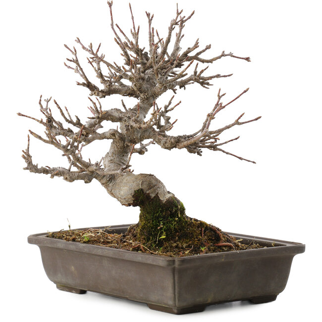 Acer buergerianum, 19,5 cm, ± 20 años, en maceta con chip