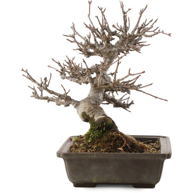 Acer buergerianum, 19,5 cm, ± 20 jaar oud, in pot met chip