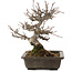 Acer buergerianum, 19,5 cm, ± 20 jaar oud, in pot met chip