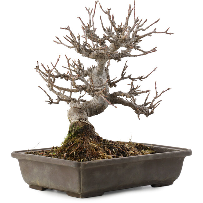 Acer buergerianum, 19,5 cm, ± 20 anni, in vaso con chip
