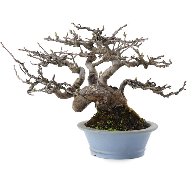 Pseudocydonia sinensis, 18 cm, ± 25 Jahre alt, aus der Taishoen-Baumschule