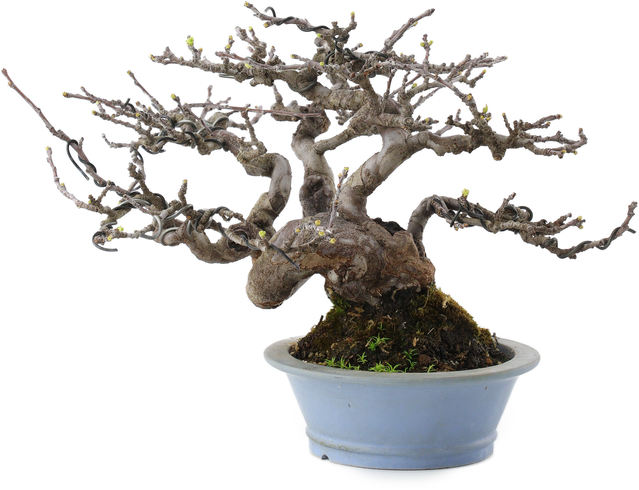 Pseudocydonia sinensis, 18 cm,  25 Jahre alt, aus der Taishoen-Baumschule  - Bonsai Plaza