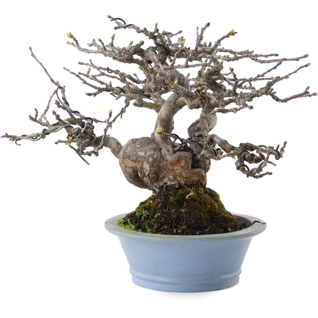 Pseudocydonia sinensis, 18 cm, ± 25 Jahre alt, aus der Taishoen-Baumschule