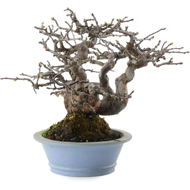 Pseudocydonia sinensis, 18 cm, ± 25 jaar oud, uit kwekerij Taishoen