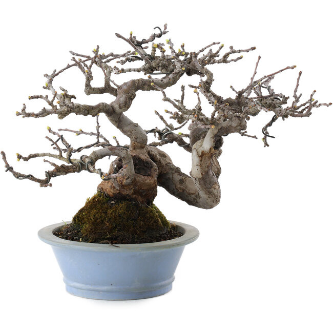 Pseudocydonia sinensis, 18 cm, ± 25 years old, from the Taishoen nursery