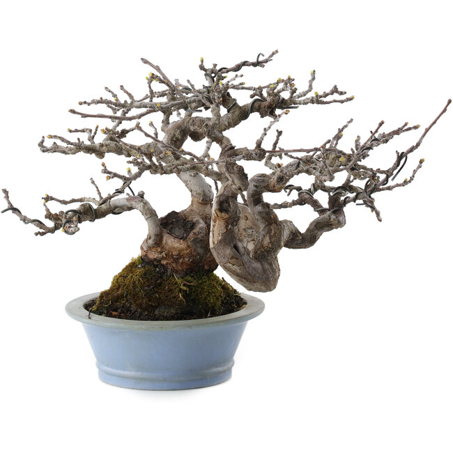 Pseudocydonia sinensis, 18 cm, ± 25 jaar oud, uit kwekerij Taishoen