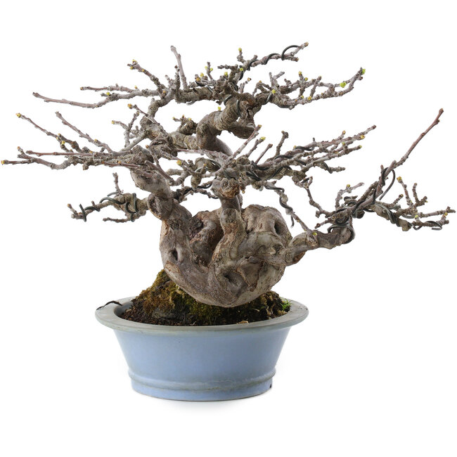 Pseudocydonia sinensis, 18 cm, ± 25 años, del vivero de Taishoen