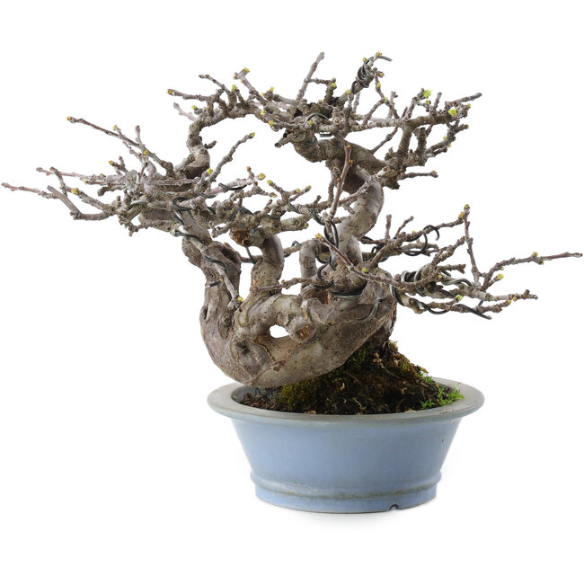 Pseudocydonia sinensis, 18 cm, ± 25 years old, from the Taishoen nursery