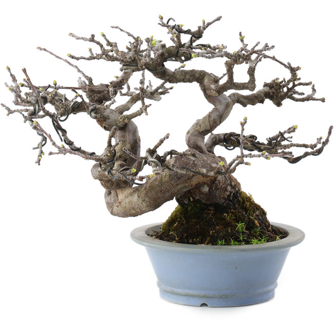 Pseudocydonia sinensis, 18 cm, ± 25 años, del vivero de Taishoen