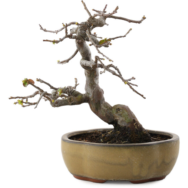 Pseudocydonia sinensis, 22 cm, ± 20 años