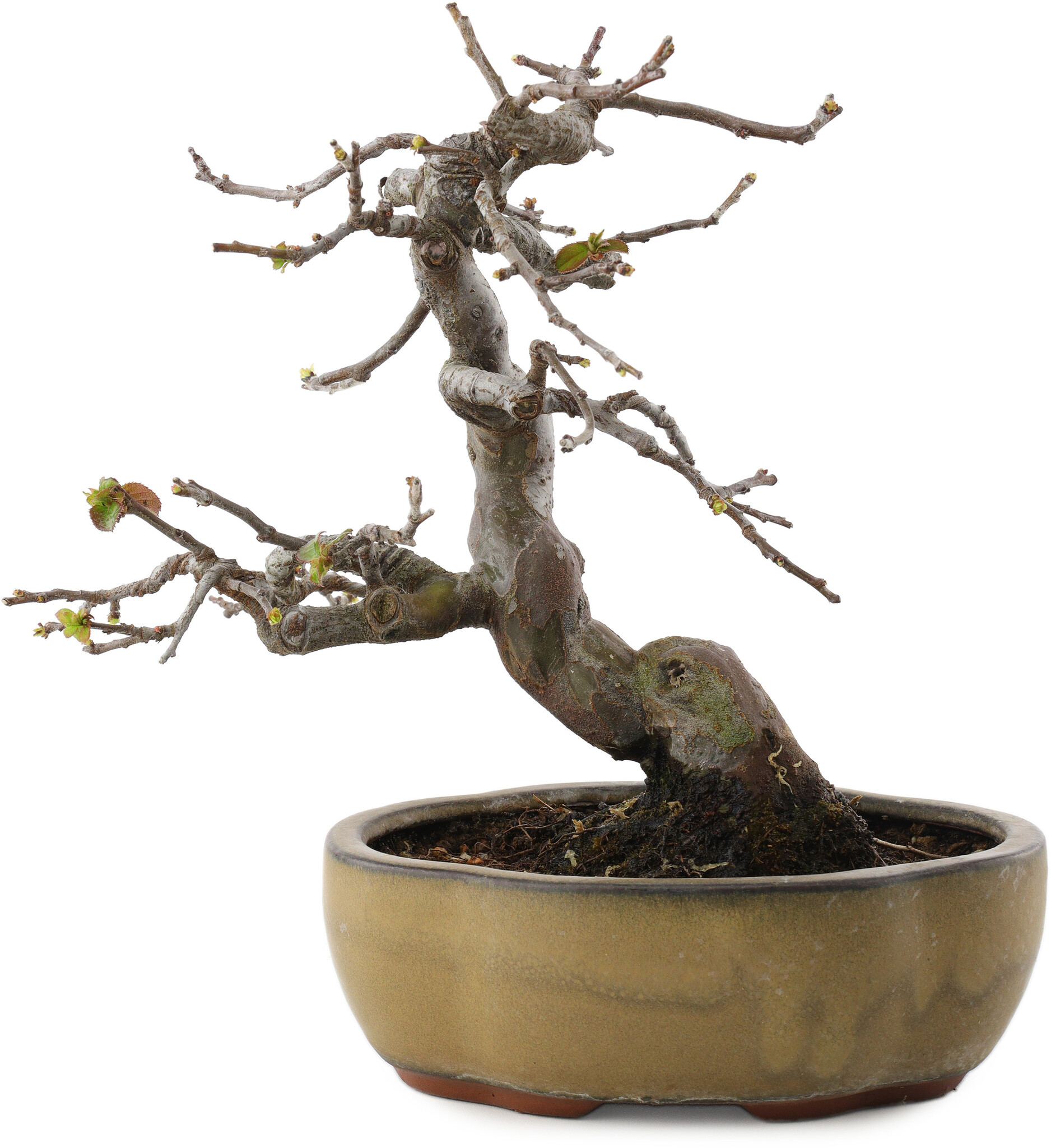 imitation bonsai trees Pink