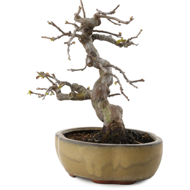 Pseudocydonia sinensis, 22 cm, ± 20 años