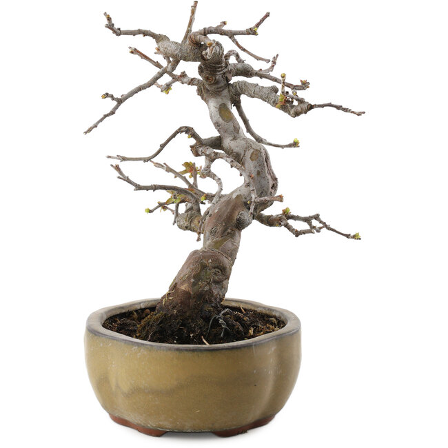 Pseudocydonia sinensis, 22 cm, ± 20 ans