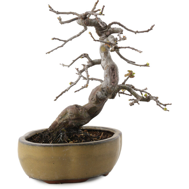 Pseudocydonia sinensis, 22 cm, ± 20 Jahre alt