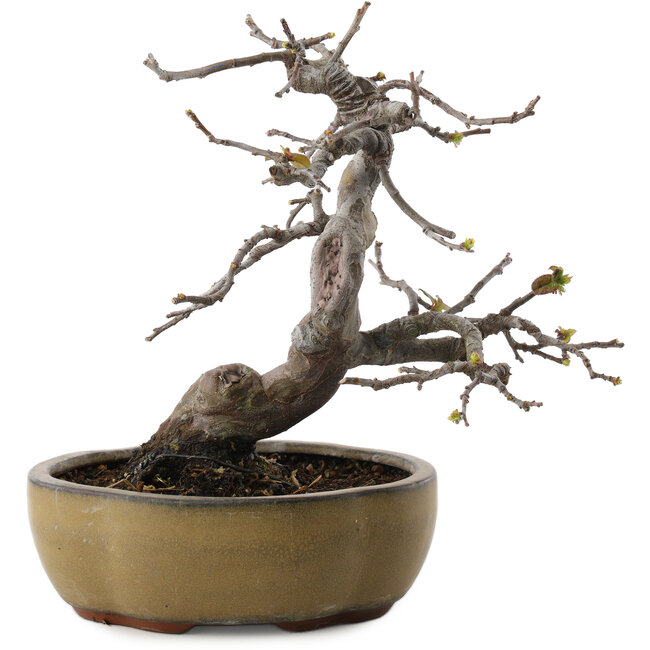 Pseudocydonia sinensis, 22 cm, ± 20 años