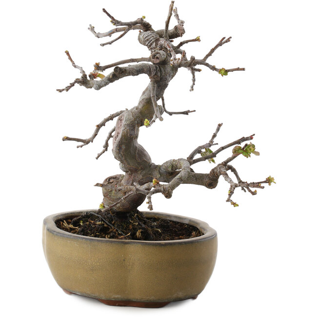 Pseudocydonia sinensis, 22 cm, ± 20 Jahre alt