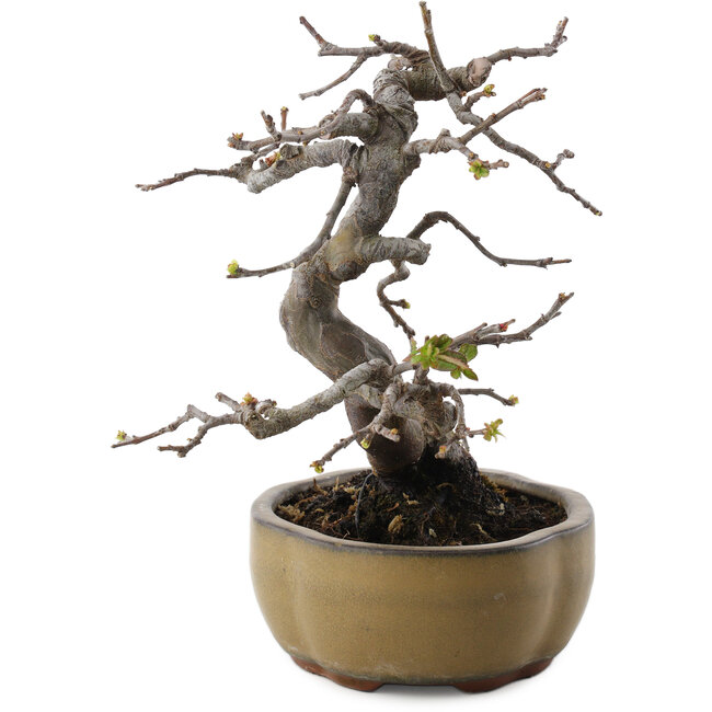 Pseudocydonia sinensis, 22 cm, ± 20 Jahre alt