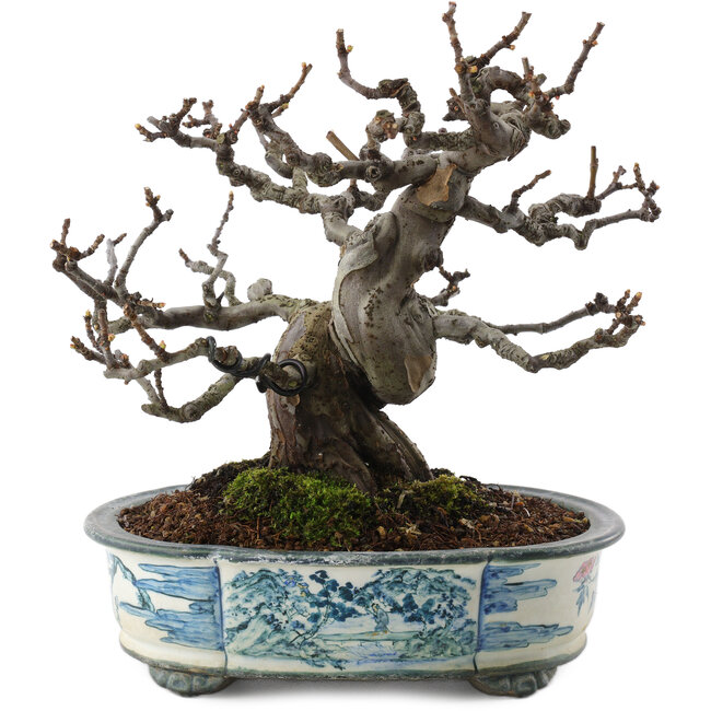 Pseudocydonia sinensis, 19,5 cm, ± 30 ans, dans un pot japonais fait main par Tosui