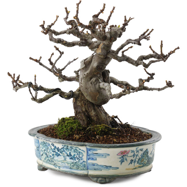 Pseudocydonia sinensis, 19,5 cm, ± 30 years old, in a handmade Japanese pot by Tosui