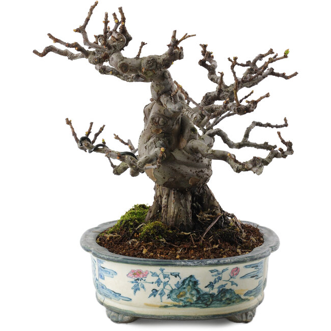 Pseudocydonia sinensis, 19,5 cm, ± 30 years old, in a handmade Japanese pot by Tosui