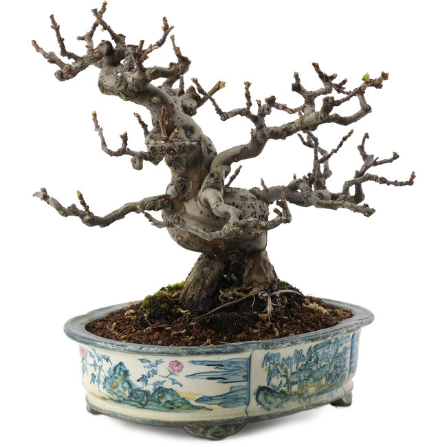 Pseudocydonia sinensis, 19,5 cm, ± 30 years old, in a handmade Japanese pot by Tosui
