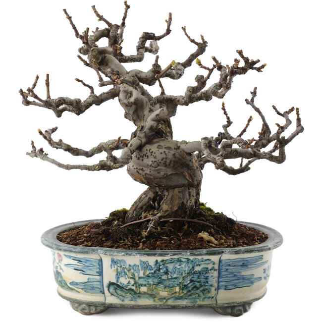 Pseudocydonia sinensis, 19,5 cm, ± 30 ans, dans un pot japonais fait main par Tosui