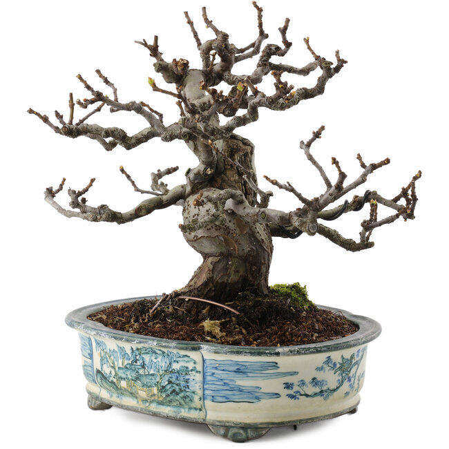 Pseudocydonia sinensis, 19,5 cm, ± 30 jaar oud, in een handgemaakte Japanse pot van Tosui