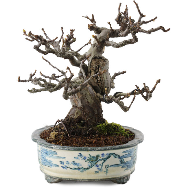 Pseudocydonia sinensis, 19,5 cm, ± 30 ans, dans un pot japonais fait main par Tosui