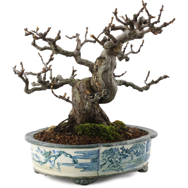 Pseudocydonia sinensis, 19,5 cm, ± 30 ans, dans un pot japonais fait main par Tosui